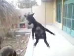 15635538090602.mp4