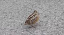 1800Coolbird.webm