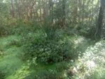 IMG20180812163529.jpg