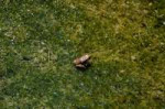 4591261-frog-in-swamp.jpg