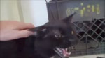 die.mp4