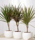 Dracena-15.jpg
