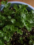 mint2.jpg