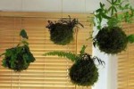 kokedama-3.jpg