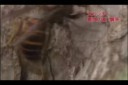 14836701989081.webm