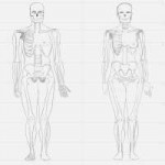 Human Structure1.png