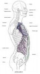 upperBodyLateral.png
