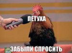 tv-petuh.jpg