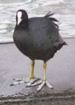 2006-06-05blaesshuhn.jpg