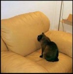 tumblrn4gmcxFoaj1qh66wqo3500.jpg