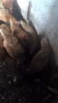 podososvtred.webm