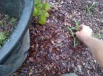 IMG-20180711-00580.jpg
