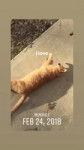 cat.webm