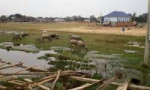 cameringo20190324152706.jpg