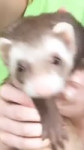 15521452113250.webm