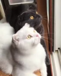 aMZXjNP460svvp9.webm