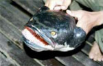 2snakehead.jpg