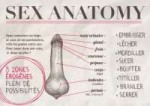 Sex-Anatomy.jpg