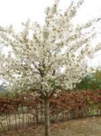 Blushing-Bride-Flowering-Cherry-Tree.jpg