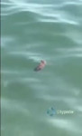 15666844726550.mp4