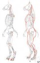 1251833464.troganuprighthorse.jpg