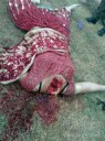 aftermath-serious-accident-india-multiple-people-dead-child[...].jpg