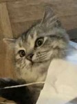 image.jpeg
