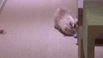 귀여운 고트보이 보고 가세요🫶🏻 ｜ Life with Goat🐱 [uBJu3WOpGo].webm