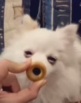 shiro.webm