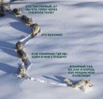 оффроад волки 2.jpg