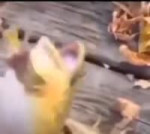 17396979595455.mp4