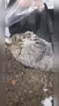 1740739418222.mp4