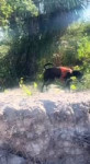 video.mp4