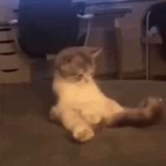 cat.gif