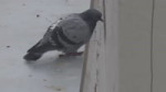 1664443570248.webm