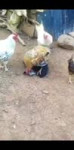 1704114069421.mp4