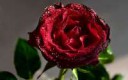 3d-rose-wallpaper-dowload.jpg