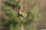 Natures-Uber.jpg