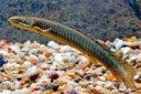 polipterus-senegalskij.jpg