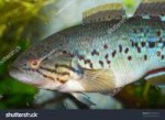 stock-photo-mogurnda-adspersa-southern-purple-spotted-gudge[...].jpg