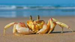 crab.jpg