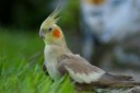 Nymphicushollandicus-garden-8[1].jpg