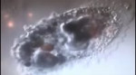 amebanelez.webm
