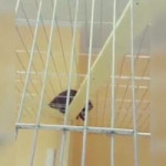 ЕНОТ ЗАМАЙПИНИСТ.webm