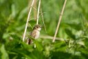 DSC2570.jpg
