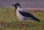 DSC105800001.jpg