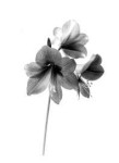 img069.jpg