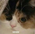 кот.jpg