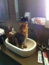 amusing-epic-animals-awesome-pictures-18