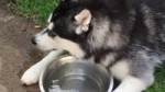 puziri.webm